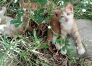 英雄联盟总决赛时间-教科书在最后一页写满答案，德罗赞以最不合时宜的方式带走掘金