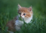 英雄联盟总决赛-一剑封喉！新疆詹姆斯终场绝唱，破粤十载铁幕