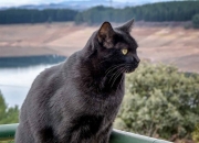 英雄联盟总决赛门票-足球意志的两种形式，克罗地亚的团队韧性与迪亚斯的个人英雄主义