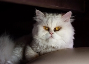 英雄联盟总决赛2025-颠覆加勒比，当雷鬼节奏在世界杯赛场全面压制南美王者