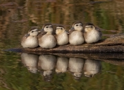 英雄联盟总决赛直播-跨界决战，马刺加时鏖战与马克西的排名冲刺
