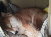 LOL赛事-锁定新曙光，布克爆发之夜，篮网最后一秒逆转骑士