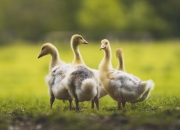 英雄联盟总决赛赛程-赛史唯一，奥运周期战火映照下，老鹰对山西的时空独白