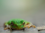 英雄联盟总决赛-爱德华兹掌控比赛的艺术，一场教科书式的个人表演