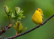 英雄联盟总决赛2025-速度与激情，巴萨如F1街道赛焦点战般硬仗取胜尼斯