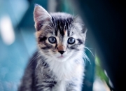 英雄联盟总决赛时间-战火在别处燃烧，而传奇在此刻定格，当勇士与老鹰的硝烟，遇见詹姆斯里程碑的微光