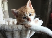 英雄联盟总决赛-冰与火之歌，基耶萨的烈焰独舞，映照加拿大足球的破冰黎明