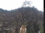 LOL赛事-巴黎VS米兰，当足球成为艺术，孔德是那个签名者