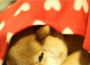 英雄联盟总决赛直播-亚洲之光撕裂意甲夜空，久保建英独造三球引爆焦点战