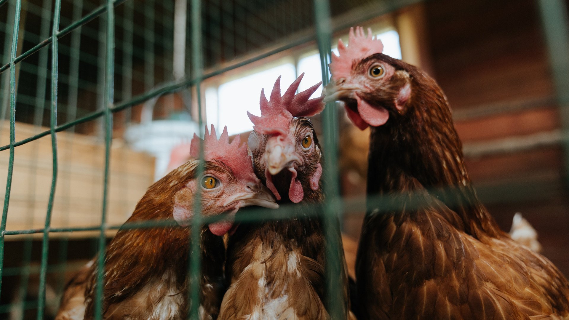 教科书般的防守艺术,阿克一役定义现代防守,拜仁3-0完胜拉齐奥强势晋级