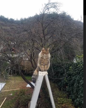 压哨英雄,当孤勇者的呼啸刺破蓝鹰之翼,冷血战神在抢七的灰烬中重生