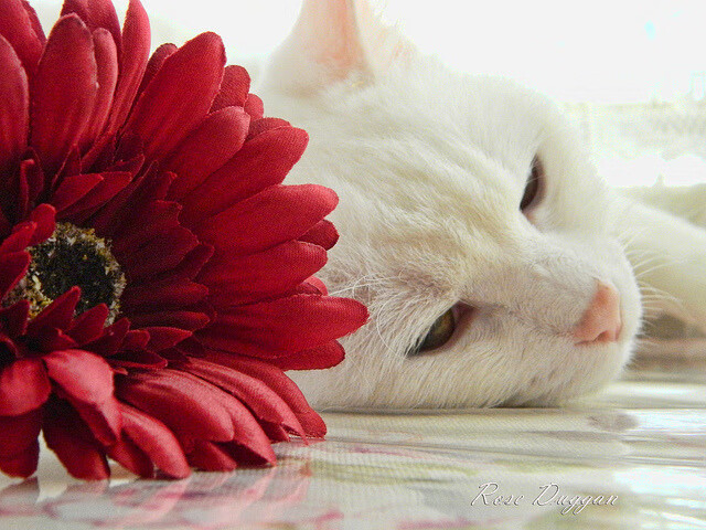 悬念终结者文班亚马!第三节独揽17分打崩灰熊,新秀赛季已展露巨星獠牙