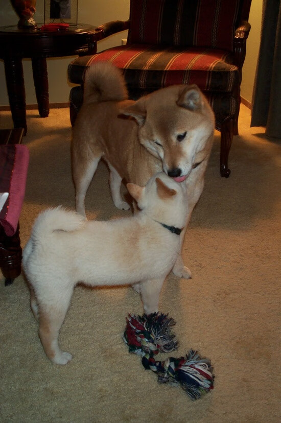 平行宇宙的哨响,当北京队速胜快船,利拉德在陌生规则下持续制造杀伤