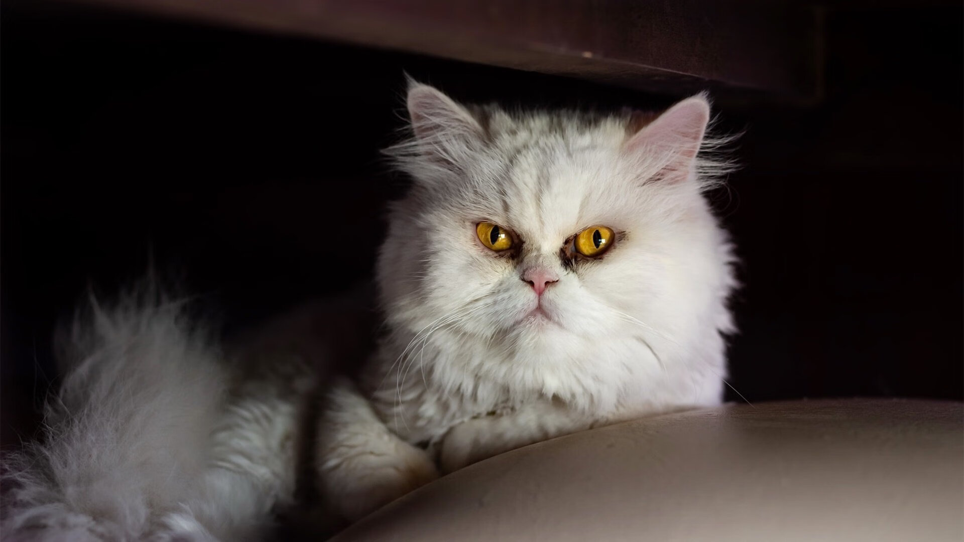 颠覆加勒比，当雷鬼节奏在世界杯赛场全面压制南美王者