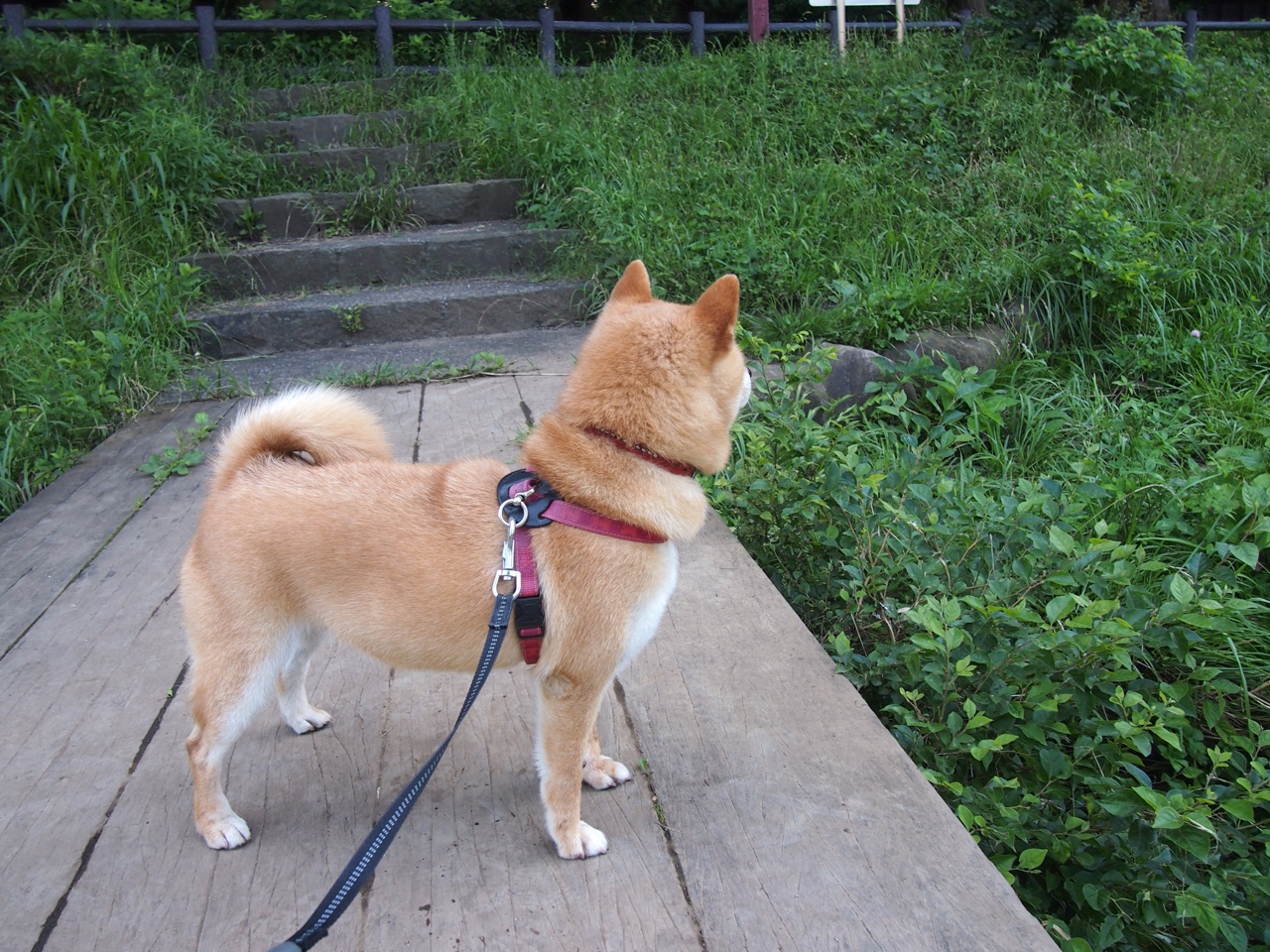 伊布惊世倒钩绝杀,枪手末节逆转希腊劲旅