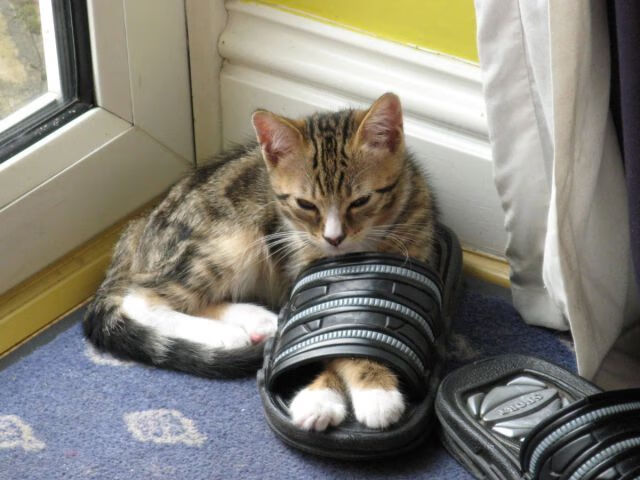 绿白之梦，当贝蒂斯遭遇塞内加尔，基耶萨绘就冠军画卷