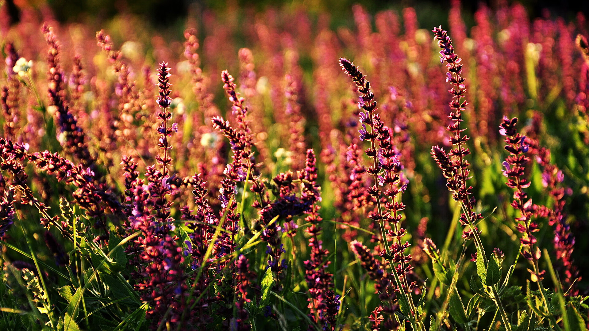 沉默刺客，英格拉姆时刻降临，太阳编织天罗地网压制掘金