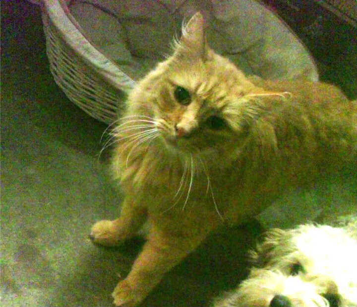 数据核爆！卡拉斯科完美风暴撕裂法甲，AC米兰绝境逆转背后的数字神迹