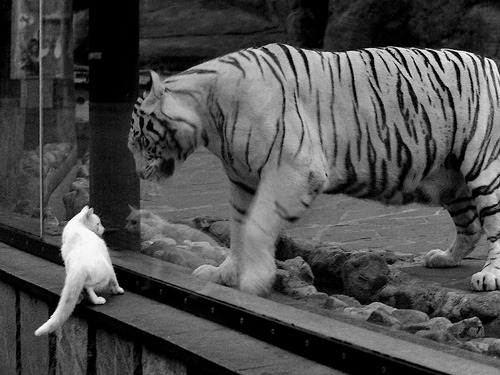 虚实交锋,当福克斯掌控比赛脉搏,深圳铁骑如何改写篮球次元?