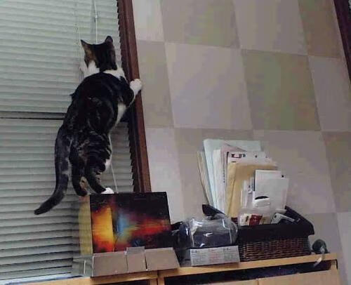 沙漠风暴掀翻非洲雄狮，沙特如何用精密手术终结马里世界杯之梦？